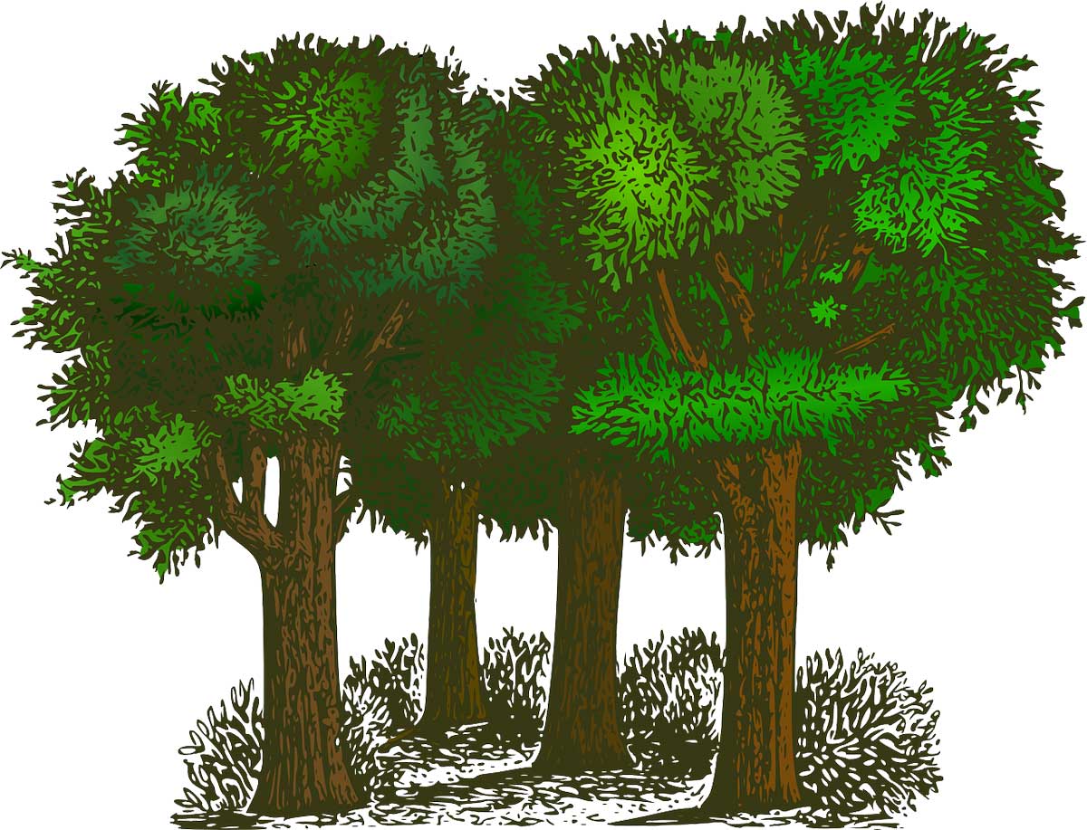 El Ayuntamiento repondrá más de 150 árboles este otoño en diferentes zonas de la localidades
